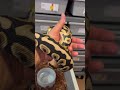 Ball Python Rushing Home! #reptiles #python #snake
