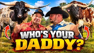 Baby Longhorn and their Dads!