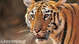 Asia Pulp & Paper Commits to Stop Clearing Indonesian Rainforest