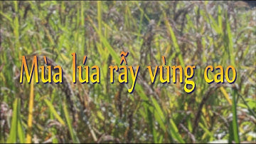 [Phóng sự] Mùa lúa rẫy vùng cao