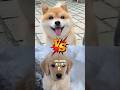 Who's the Best Dog? 🐶🥰 #goldenretriever #shibainu #pets #facts #shorts