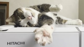 My cat knows how to look cute on the refrigerator.