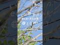 eco:ASMR ～音で知る東京都環境公社のエコ活動～「河岸段丘がもたらす多様な自然環境に暮らす鳥の声」#asmr #環境保護