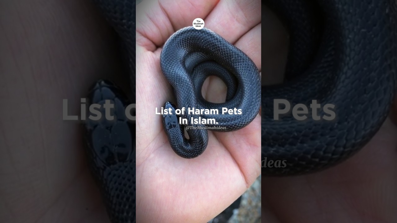 Haram Pets In Islam 