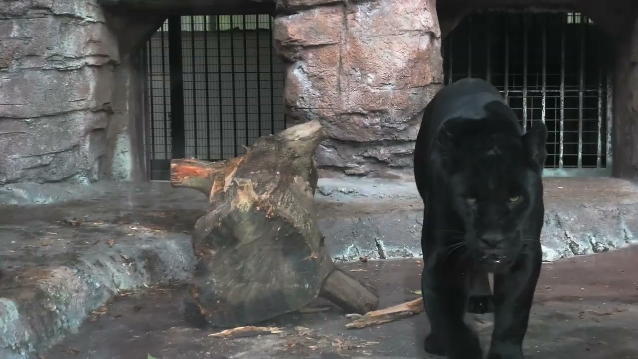 ライオンがおー!♦︎ LION】ガオウのガオー…🦁 天王寺動物園のライオン - YouTube