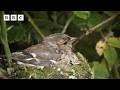🔴 LIVE wildlife cameras 🌿 7 June 🐦 BBC Springwatch 2026