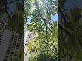 천억AI교수의 아침 꽃나무 아래 산보 #화사한 하루의 시작