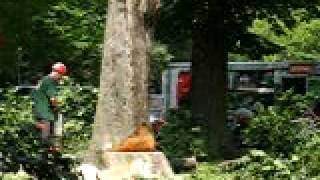 Mark Chisholm - tree removal 8