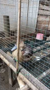 belibis alis kuning suara lantang