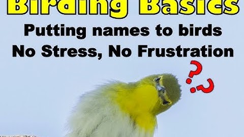 Birding Basics Getting Started Youtube