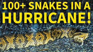 Snake Hunting in a Hurricane! 100+ Snakes During Hurricane Debby (Florida Nature Coast Chaos)