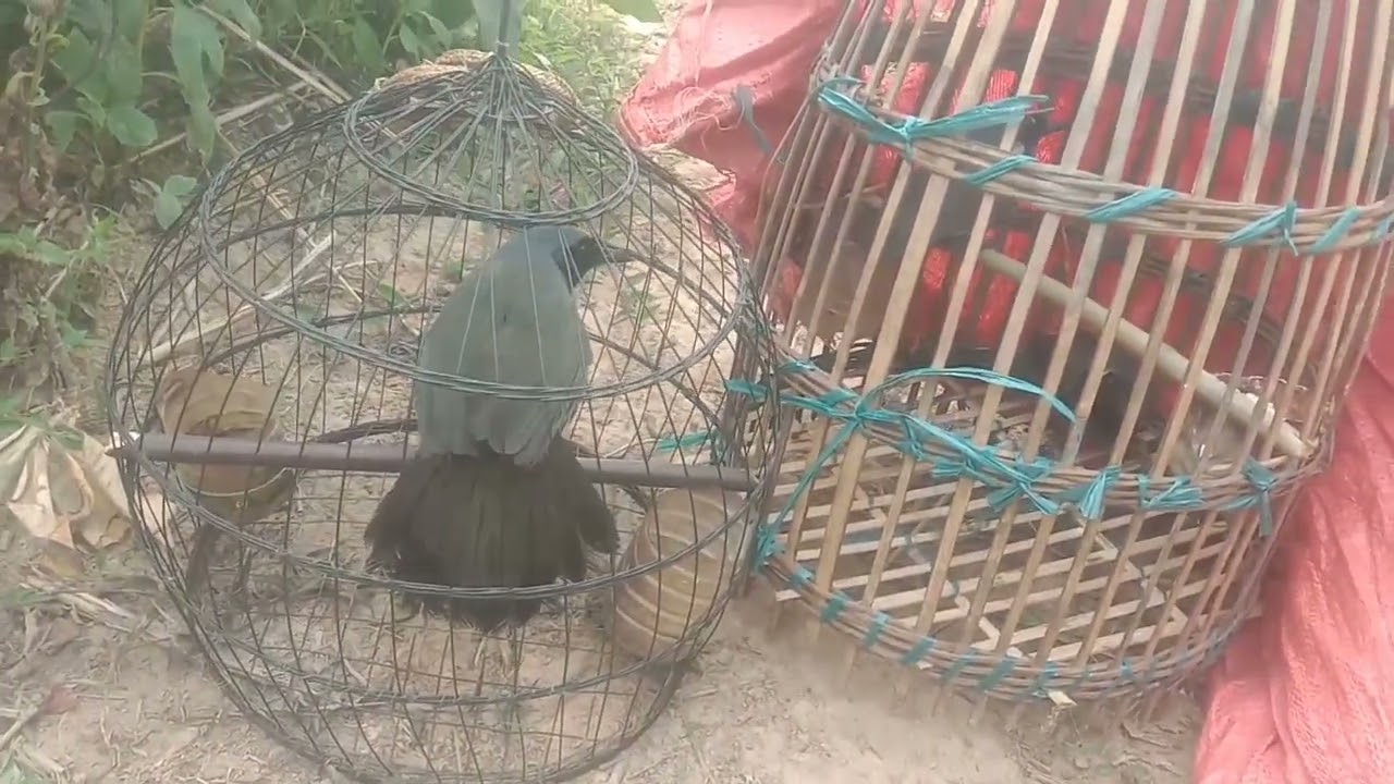 noog sab hwj txhe thiab khav zoo cuab heev nawb tub quav noog channel 2022