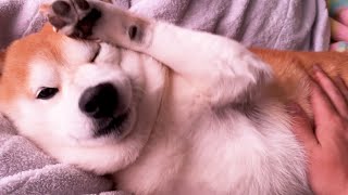 眠いのでやけくそお手を披露する柴犬