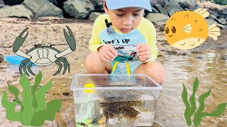 Caught a pufferfish, Small Crabs, Hermit crabs and Fish