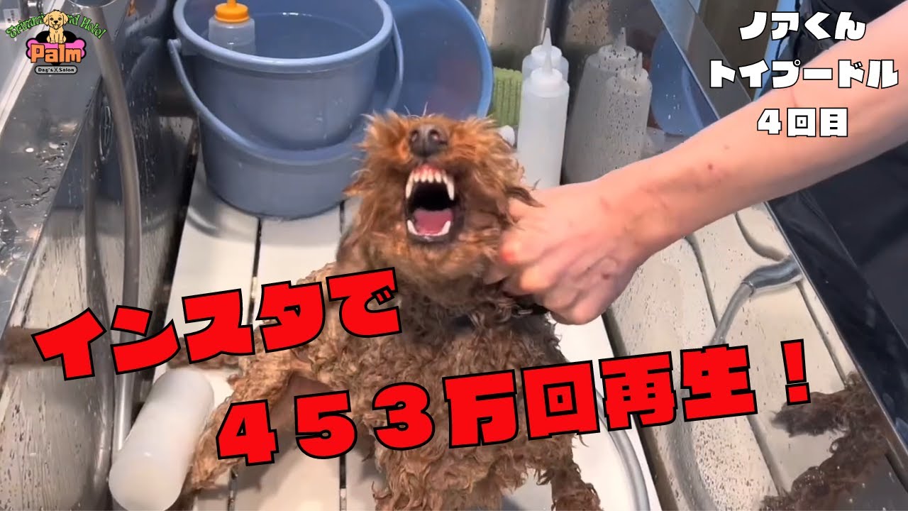 噛みつくからと他店で麻酔を勧められたトイプードルのトリミング奮闘記！！