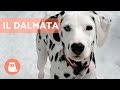 Cane DALMATA - Carattere e addestramento