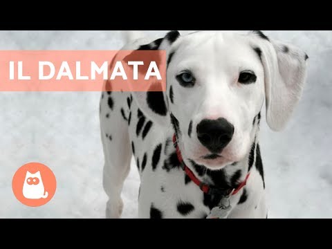 Video: Animali calvi. Descrizione, foto, caratteristiche del contenuto