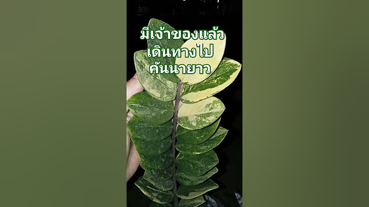 กวักมรกตด่างเหลือง   พร้อมเดินทางไป  เสริมบารมีคุณแม่เนาวรัตน์  กรุงเทพ (อ.คันนายาว)
