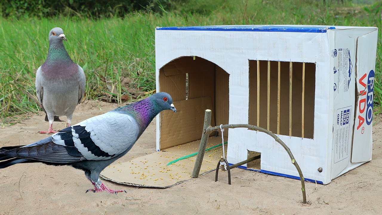 Easy DIY Unique Pigeon Trap - Creative Quick Bird Trap Using Cardboard Box And Wood