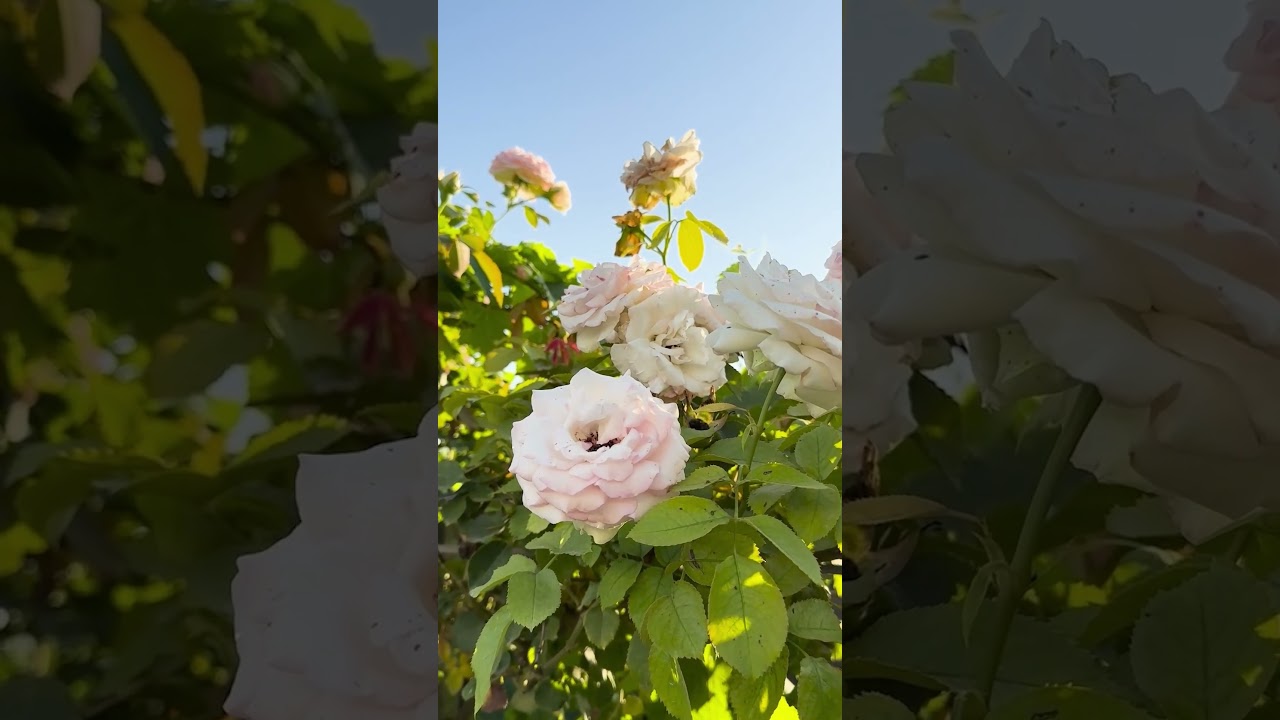 Vinodlarens knep: Rosor räddar druvorna!