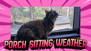 Cats and back porch sitting kind of weather ~ #cat #munchkincat #meow #smile