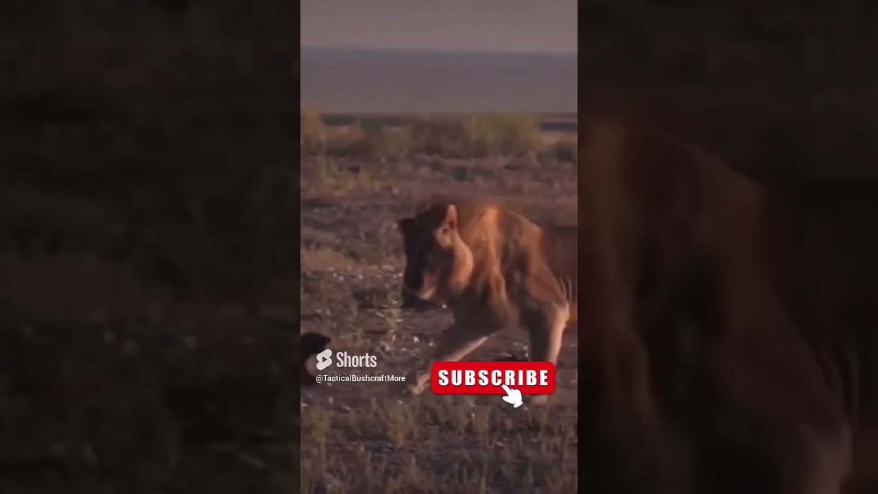 Lion vs. Badger.... Big vs. small 