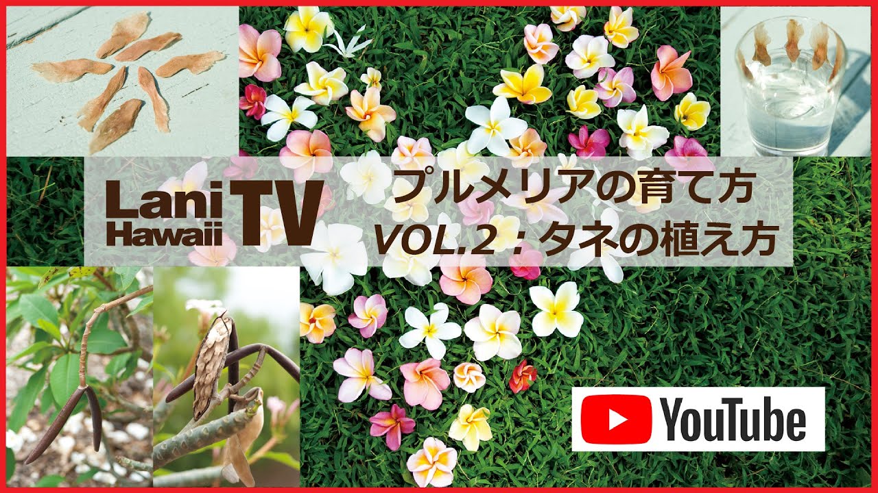 Lani Tv プルメリアの育て方 タネの植え方 Youtube