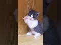 #duniahiburan #videolucu #random #seru #unik #asyik #funny #memes #lucuindonesia #kontenviral