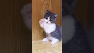 #duniahiburan #videolucu #random #seru #unik #asyik #funny #memes #lucuindonesia #kontenviral
