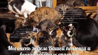 Жизнь кошек в приюте Дари добро Новосибирск animal shelter asking for help Жизнь кошек в приюте Дари добро Новосибирск animal shelter asking for help
