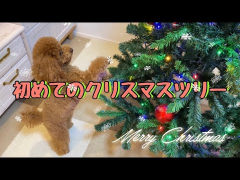 クリスマスツリーを初めてみたトイプードル！！愛犬の反応は？？