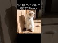 忘れてものしてとりに帰って来たハスキー犬と猫がこちら...#shorts