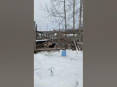 Застукал длинный паровозик из свиней) - YouTube