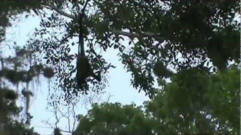 Spider Monkeys In Tikal, Guatemala