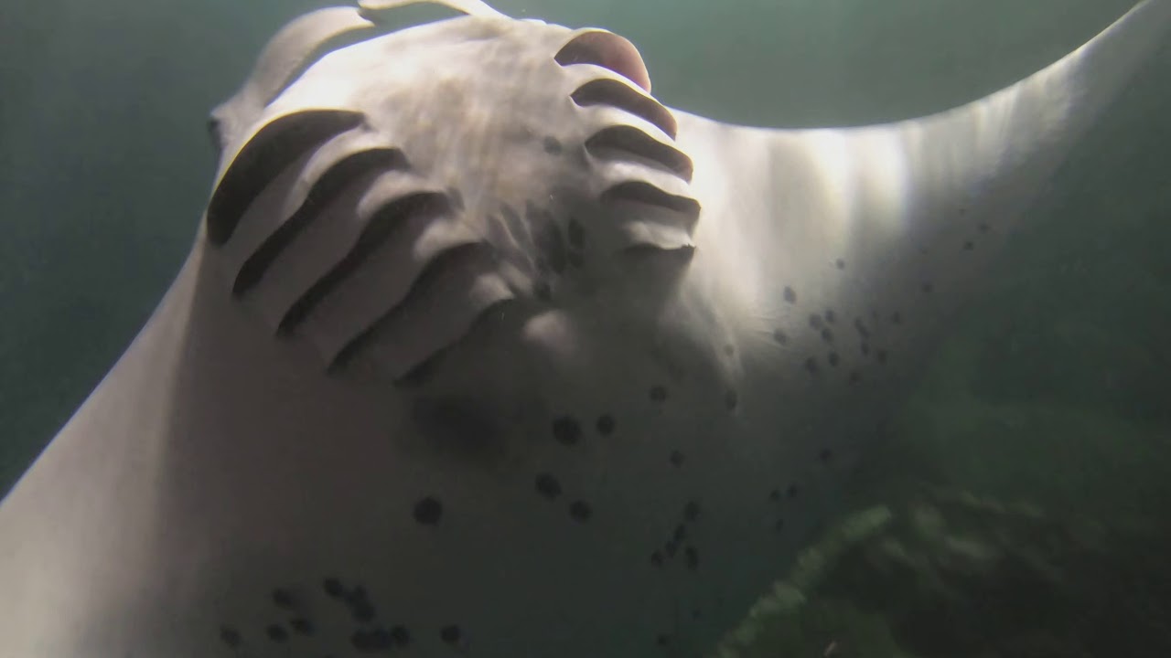 judah and the lion Freediving with Manta Rays at Night