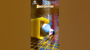 🤗Java Sparrow🤗 #shorts #shortsfeed #ytshorts #trendingshorts #birds #sparrow #beauty #java #bathing