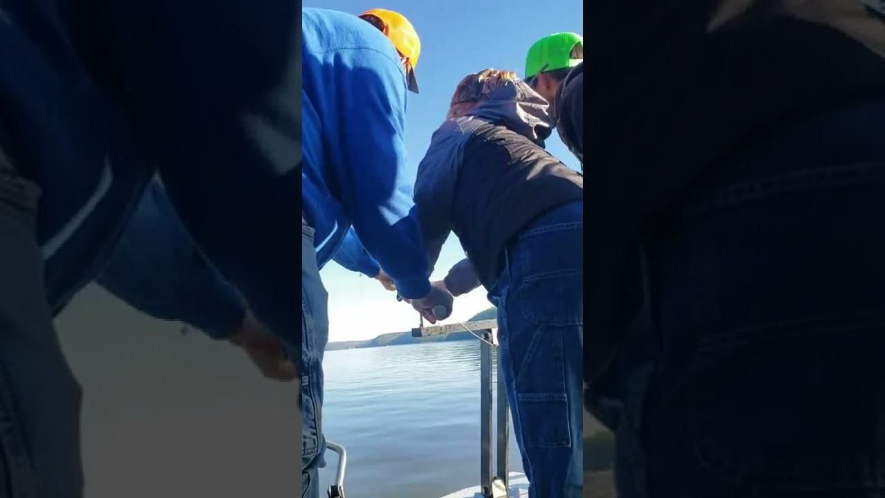 Snagging on lake of the Ozarks with Bill Colletors Guide service.