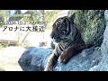 【東山動植物園公式】アロナに大接近《 スマトラトラ　トラ 》