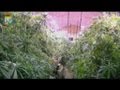 7000 m2 de plantations de cannabis dans les soussols de rome