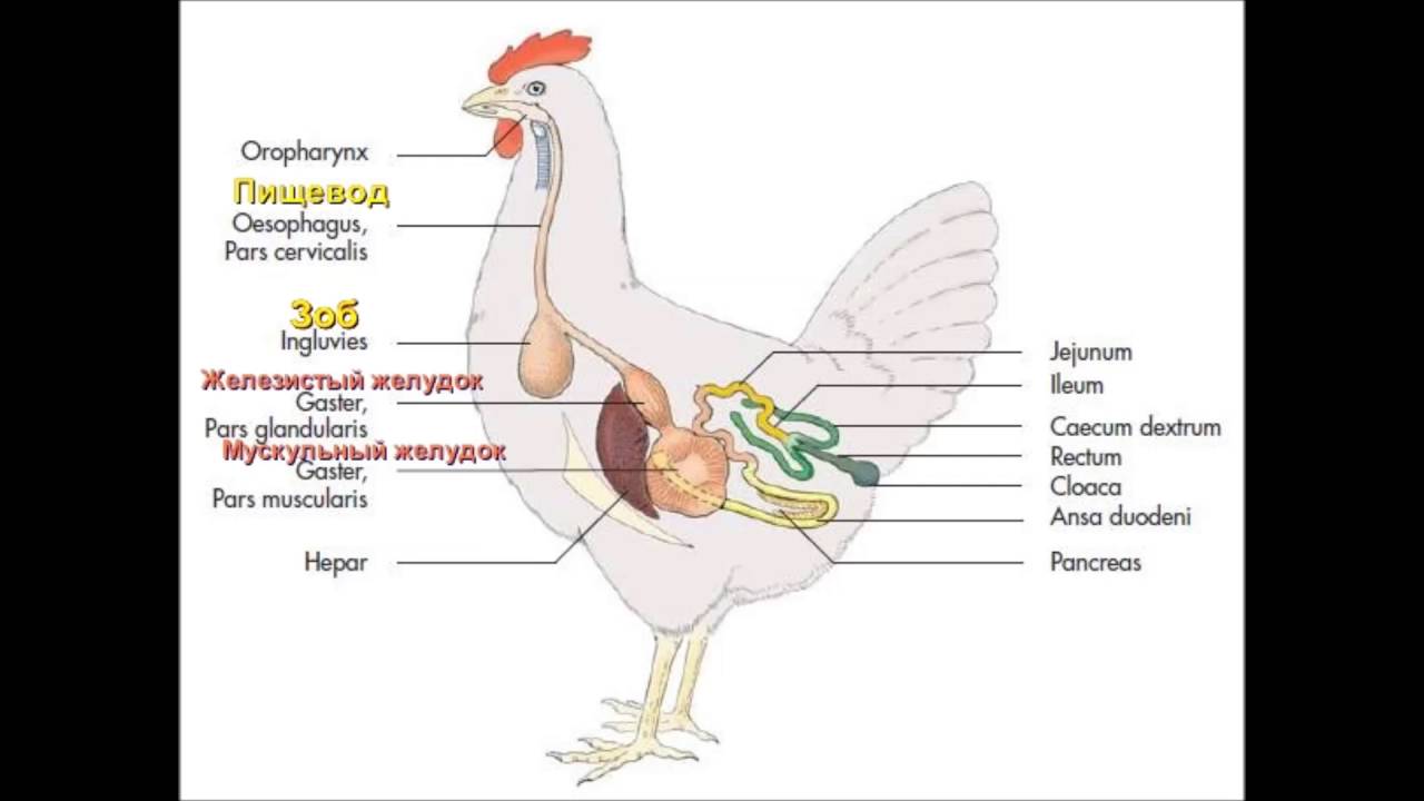 Зоб у курицы что делать. Строение зоба у птиц. Пищеварительная система курицы анатомия. Пищеварительная система курицы схема. Схема органов пищеварения птиц курица.