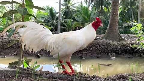 19/9..ua 3kg.ae xem vui nha #thucung #gadabentre #chicken #huunguyenbentre #gasiumy 