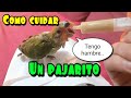 como cuidar a un pajarito!! MIS AGAPORNIS Zarolakids