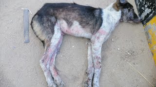 المرض القاتل في الكلاب (الجرب) الاسباب والاعراض  والعلاج