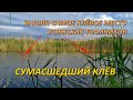 Нашли САМОЕ РЫБНОЕ место | СУМАСШЕДШИЙ клёв | Рыбалка в Беларуси | Fishing in Belarus