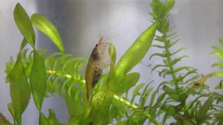 ヤマトヌマエビとメダカは相性が良く混泳できる 涼しく生きる スズイキ ヤマトヌマエビとメダカは相性が良く混泳できる 涼しく生きる スズイキ