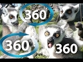 360 video  Lemur Live Virtual Reality VR with monkeys, Lemuridae, Lemurer