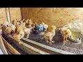 Особенности выращивания цыплят на личном подворье.
