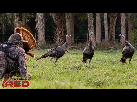Download Chasing Red | Unbelievable Florida Hunt, Shooting a Turkey from a Barn