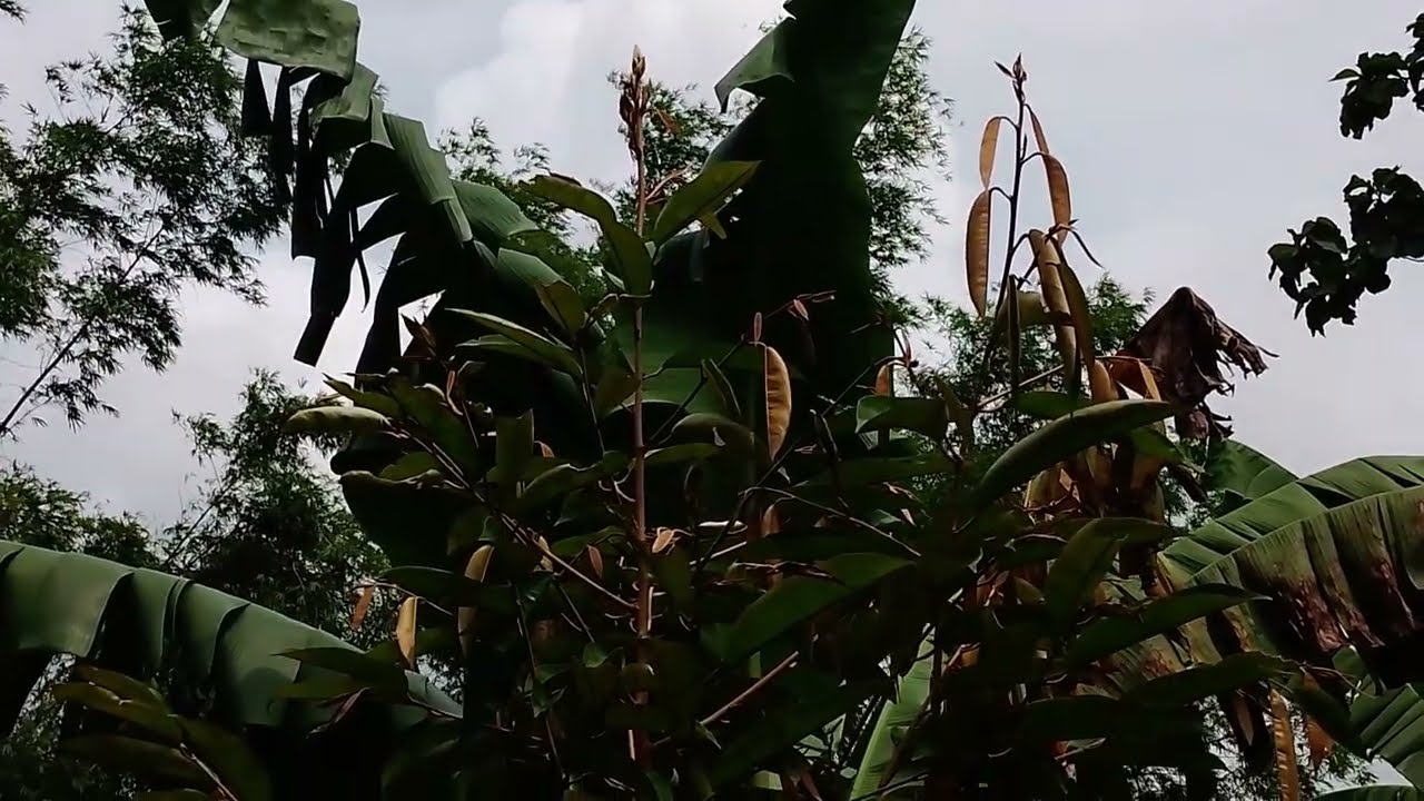 Durian namlung subur,cocok di dataran rendah