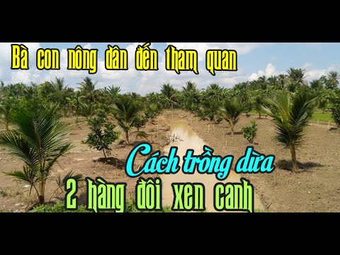 CÁCH TRỒNG DỪA MÃ LAI LÍP ĐÔI XEN CANH VỚI CÂY TRỒNG KHÁC RẤT HIỆU QUẢ, KHÁCH ĐẾN THAM QUAN ÁP DỤNG.